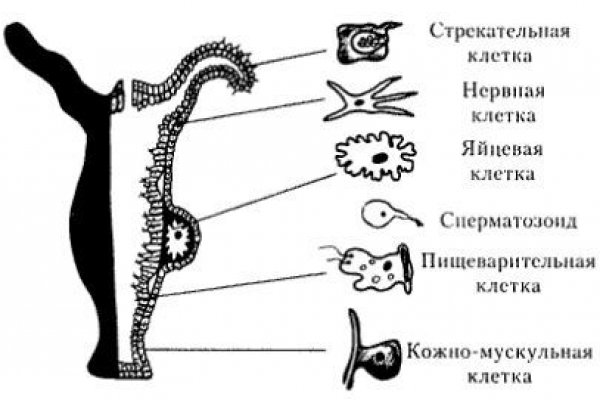 Кракен не заходит