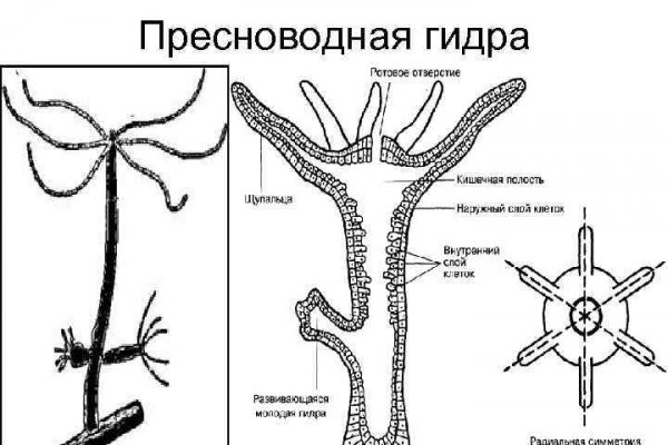 Кракена точка нет